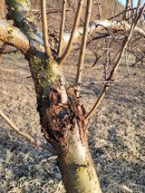 팜모닝 자두·병해충상담 게시글 이미지