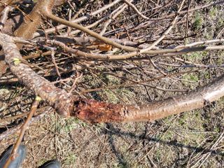 향기나무농장 님의 자두 · 병해충상담 작성글 사진