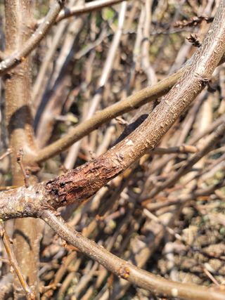 향기나무농장 님의 자두 · 병해충상담 작성글 사진