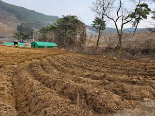 박서방님의 두릅 · 영농일지 작성글 사진