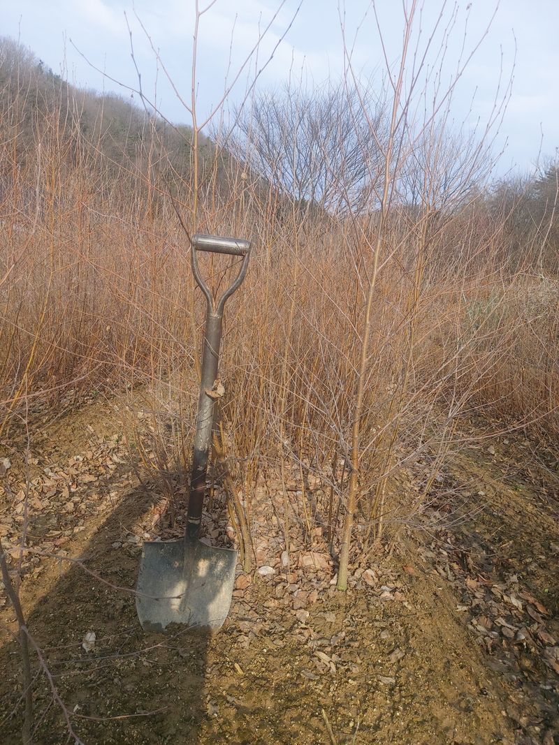 장터 상품 [조경수 묘목 (자작,산벚,단풍나무..등등)팝니다] 썸네일