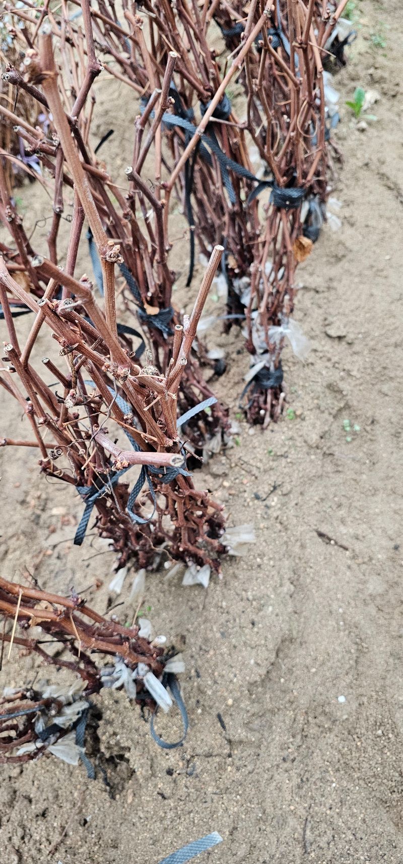 뿌리묘목농원님의 장터 판매 상품 [캠벨접목 1년생] 첨부 사진