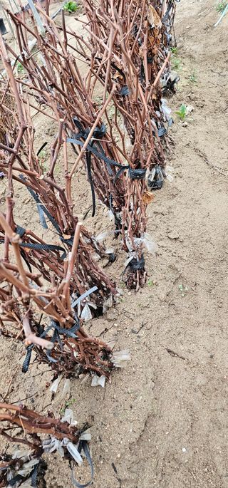 뿌리묘목농원님의 작성글 사진