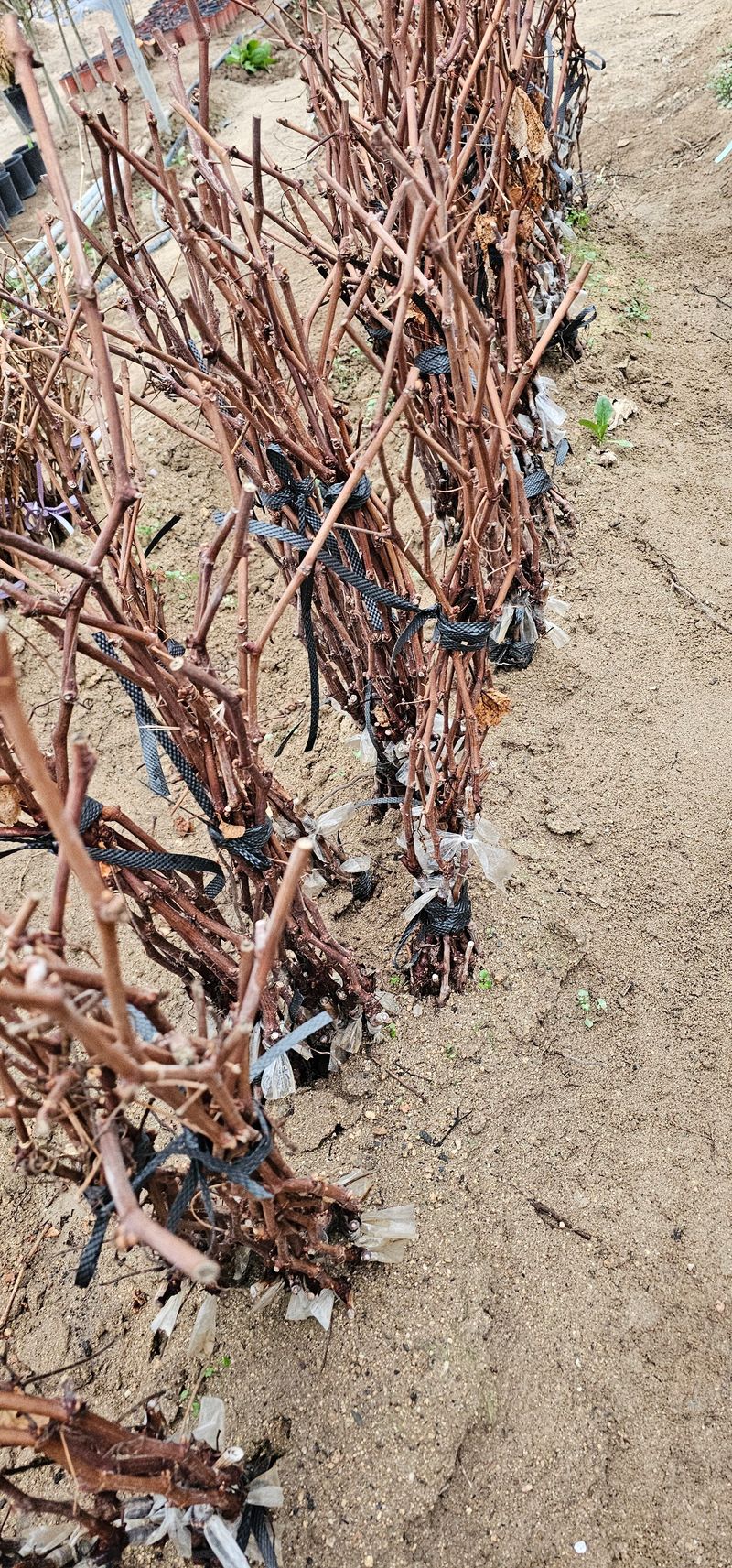 뿌리묘목농원님의 장터 판매 상품 [캠벨접목 1년생] 첨부 사진