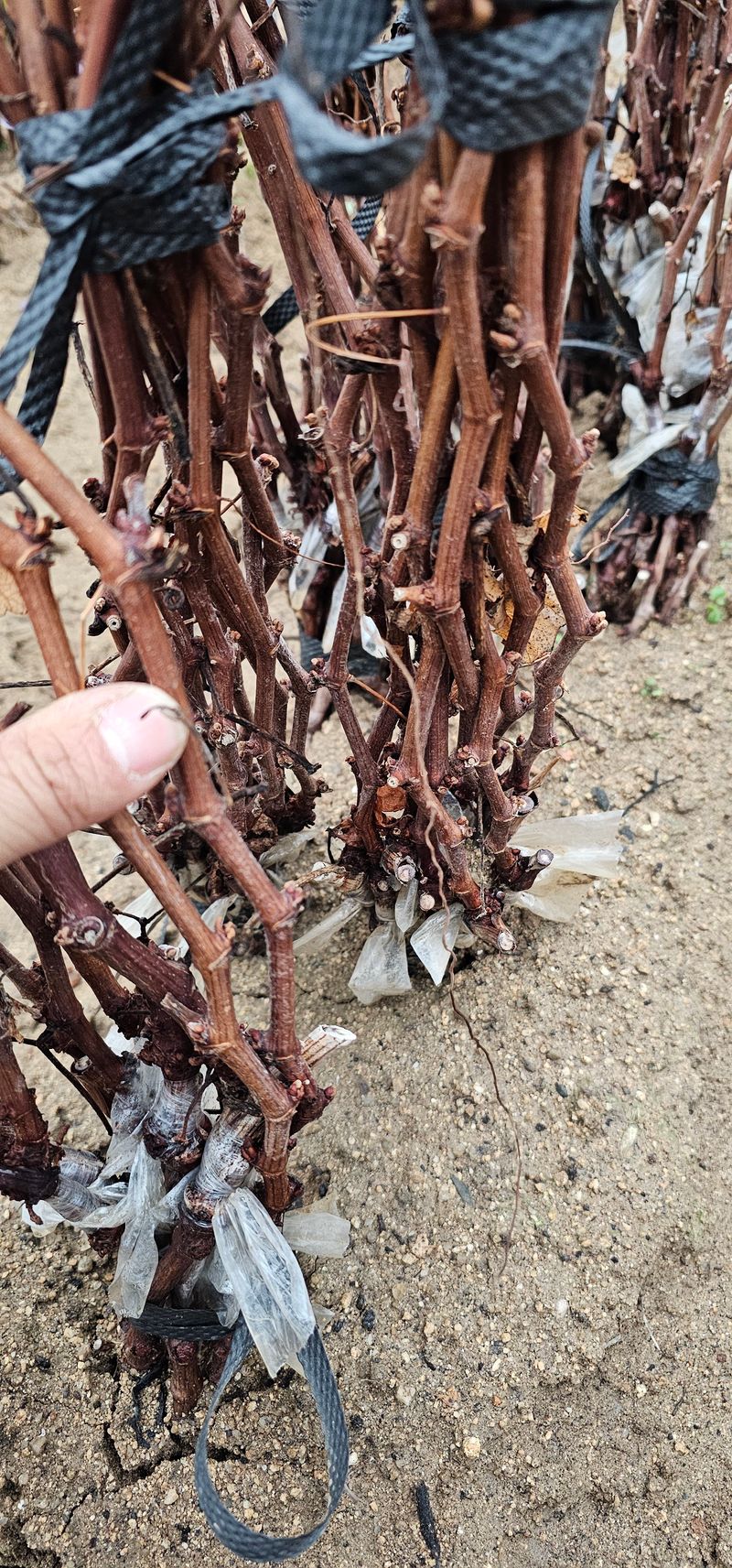 뿌리묘목농원님의 장터 판매 상품 [캠벨접목 1년생] 첨부 사진