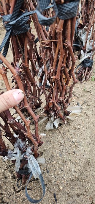 뿌리묘목농원님의 작성글 사진