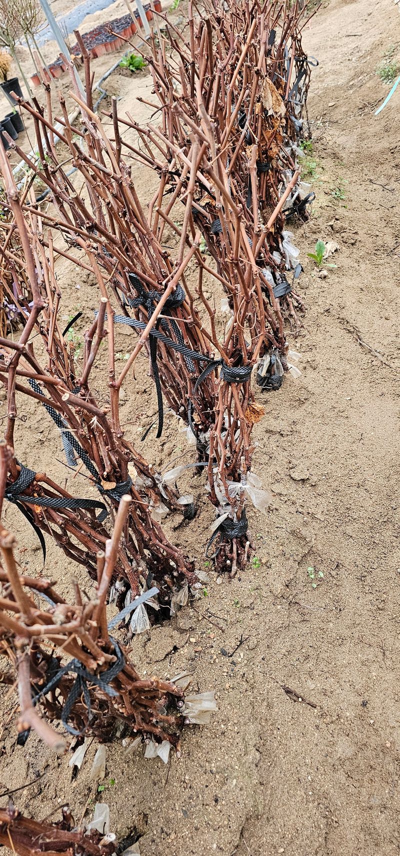 뿌리묘목농원님의 장터 판매 상품 [캠벨접목 1년생] 첨부 사진