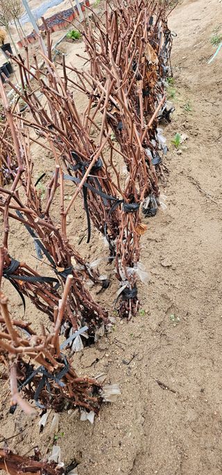 뿌리묘목농원님의 작성글 사진