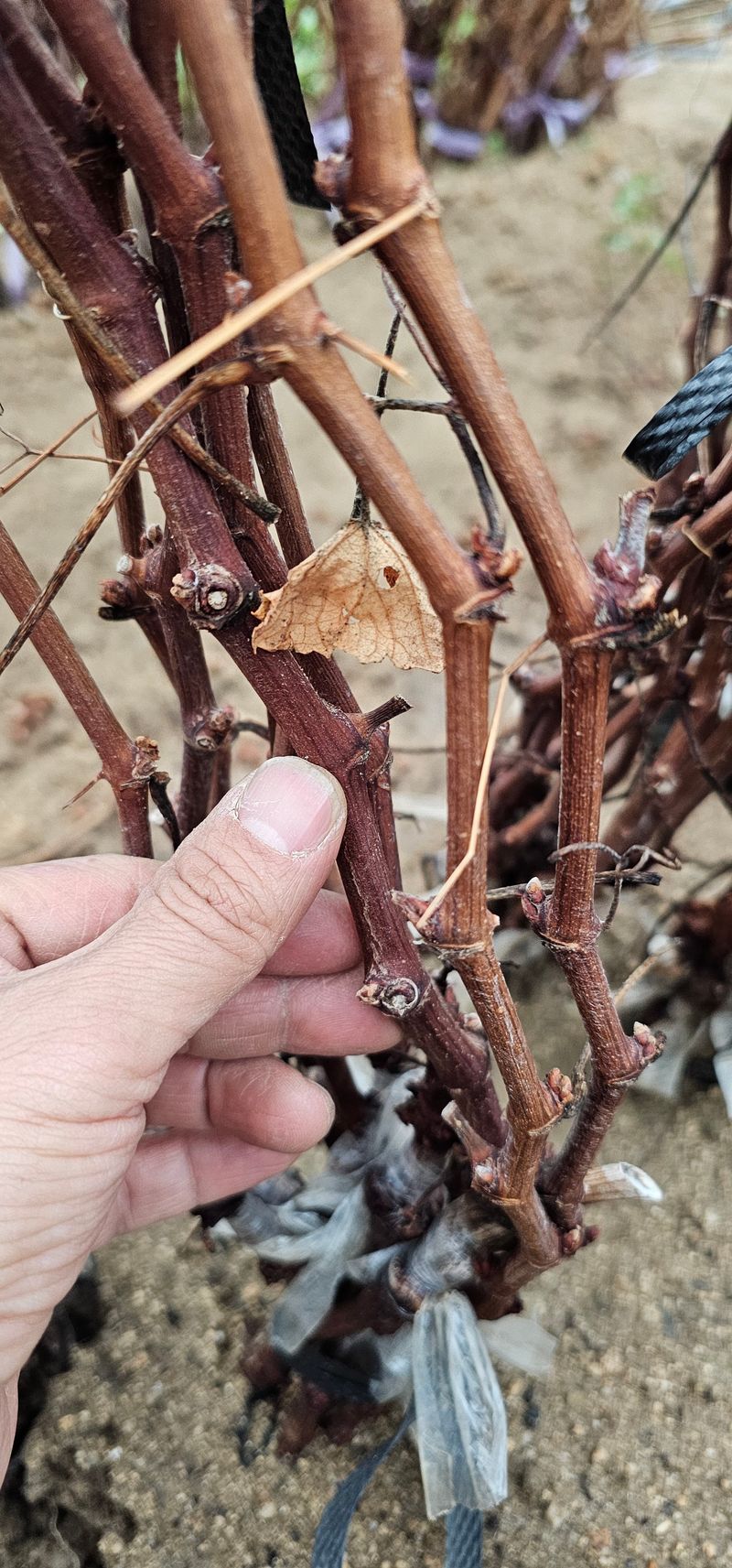 뿌리묘목농원님의 장터 판매 상품 [캠벨접목 1년생] 첨부 사진