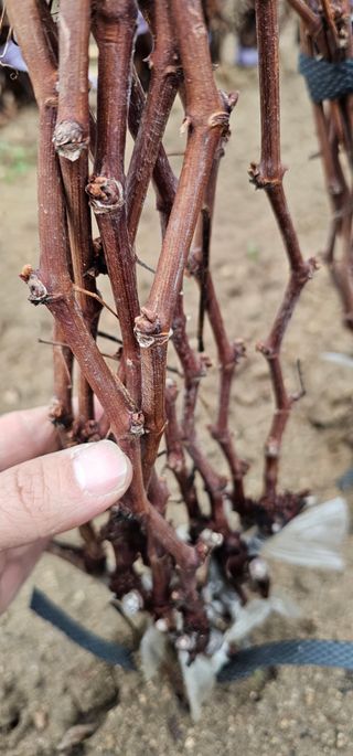 뿌리묘목농원님의 작성글 사진