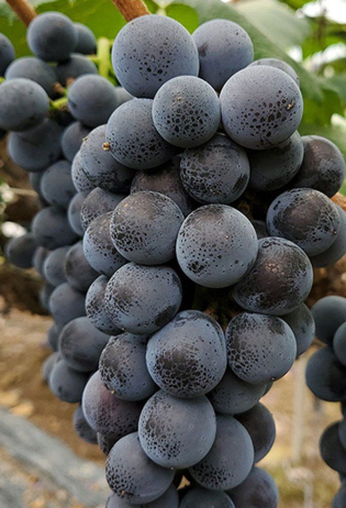 장터 상품 [캠벨접목 1년생] 썸네일