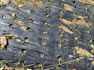 이연화님의 3월 내 작물 자랑하기 · 참여글 작성글 사진