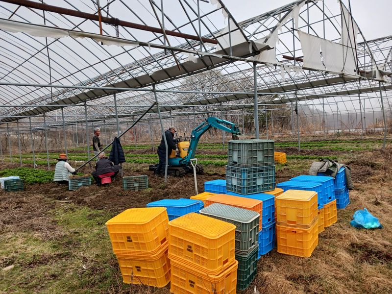 황덕순 님의 장터 판매 상품 [명이나물 모종(가을종근).씨앗 판매] 첨부 사진