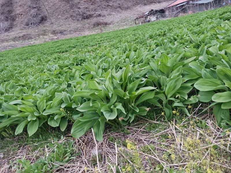 황덕순 님의 장터 판매 상품 [명이나물 모종(가을종근).씨앗 판매] 첨부 사진