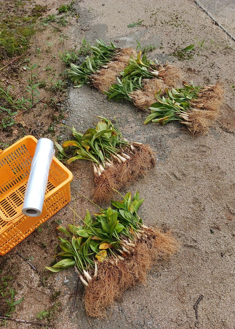황덕순 님의 장터 판매 상품 [명이나물 모종(가을종근).씨앗 판매] 첨부 사진