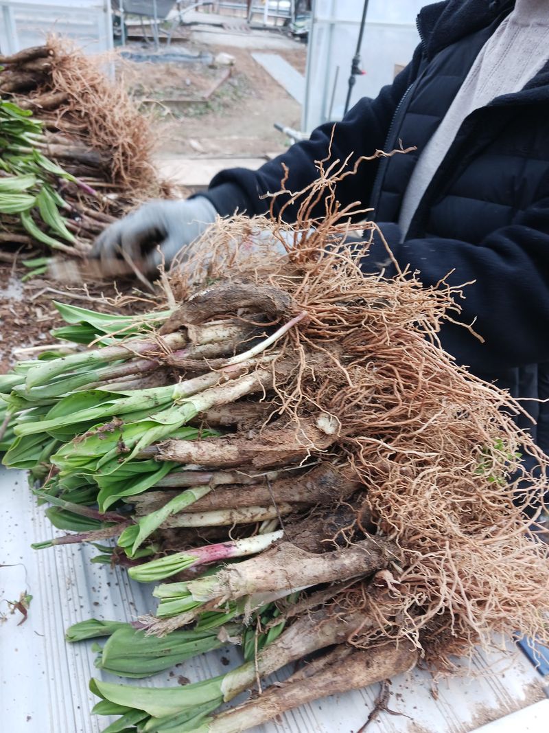 황덕순 님의 장터 판매 상품 [명이나물 모종(가을종근).씨앗 판매] 첨부 사진