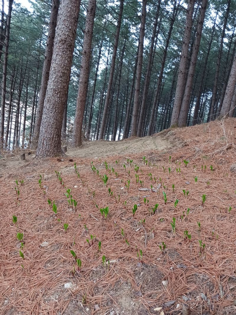 황덕순 님의 장터 판매 상품 [명이나물 모종(가을종근).씨앗 판매] 첨부 사진