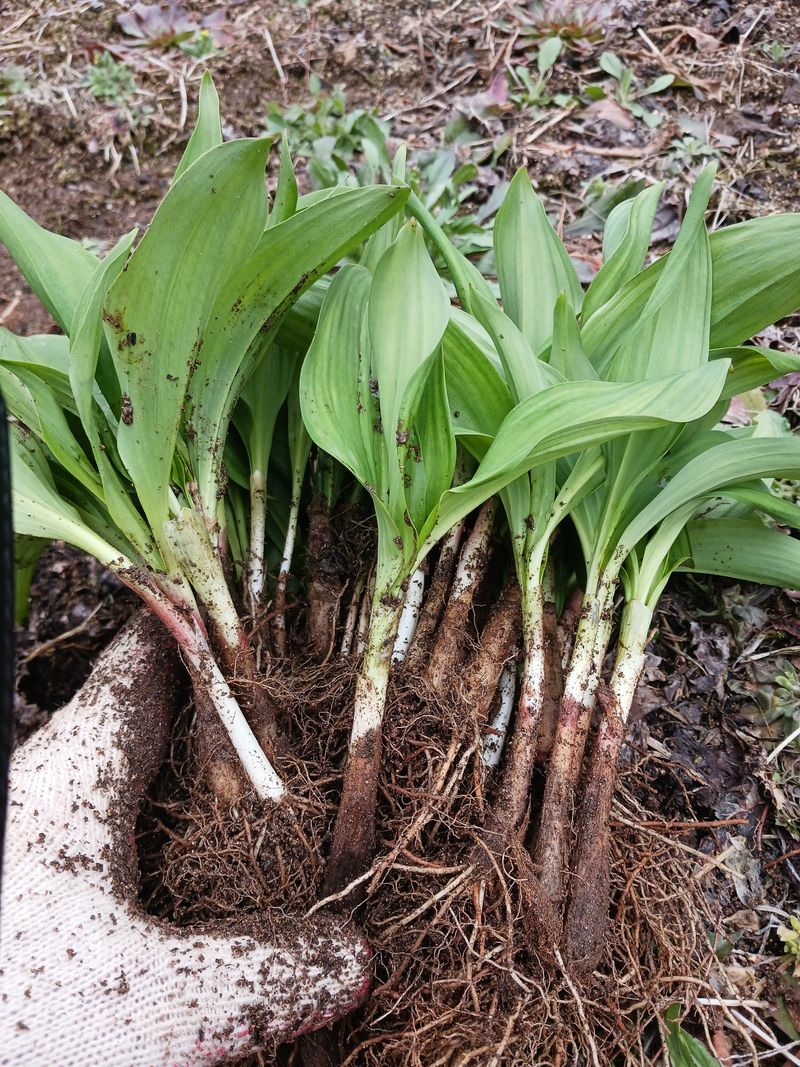 황덕순 님의 장터 판매 상품 [명이나물 모종(가을종근).씨앗 판매] 첨부 사진