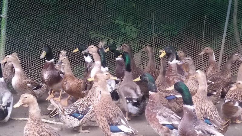 계초님의 장터 판매 상품 [청둥오리청란판매] 첨부 사진