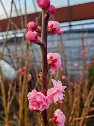 일심묘목농원님의 자유주제 · 자유게시판 작성글 사진