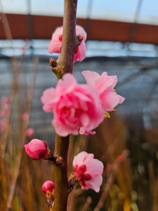 일심묘목농원님의 자유주제 · 자유게시판 작성글 사진