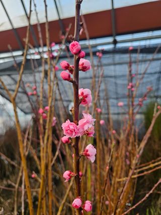 일심묘목농원님의 자유주제 · 자유게시판 작성글 사진