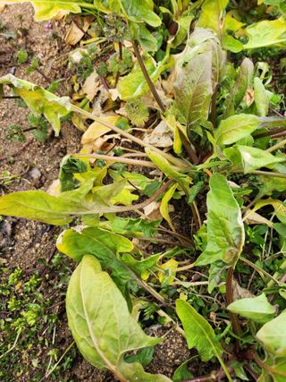 황공이오님의 시금치 · 병해충상담 작성글 사진