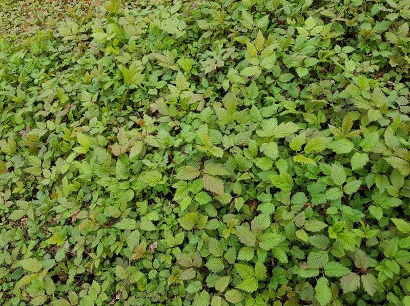 홍천산채농원님의 장터 판매 상품 [눈개승마 2년근(105구)] 첨부 사진