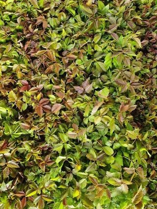 홍천산채농원님의 작성글 사진