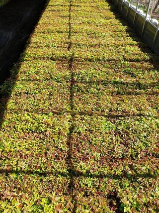 홍천산채농원님의 작성글 사진