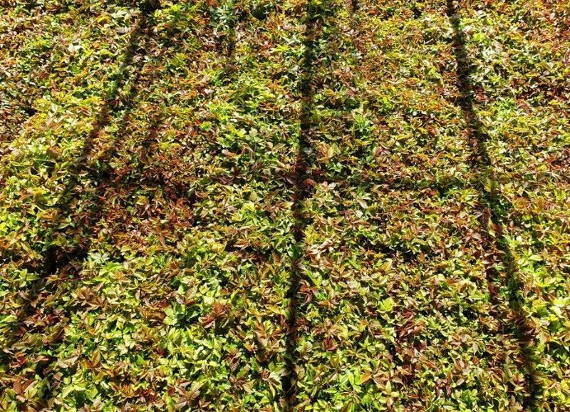 홍천산채농원님의 장터 판매 상품 [눈개승마 2년근(105구)] 첨부 사진