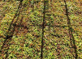 홍천산채농원님의 작성글 사진