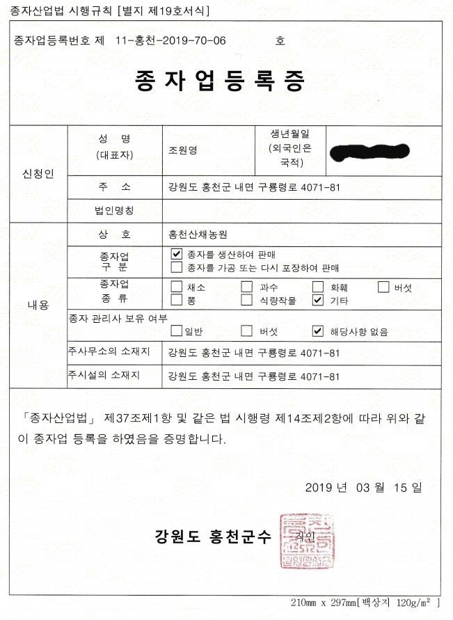 홍천산채농원님의 장터 판매 상품 [눈개승마 2년근(105구)] 첨부 사진