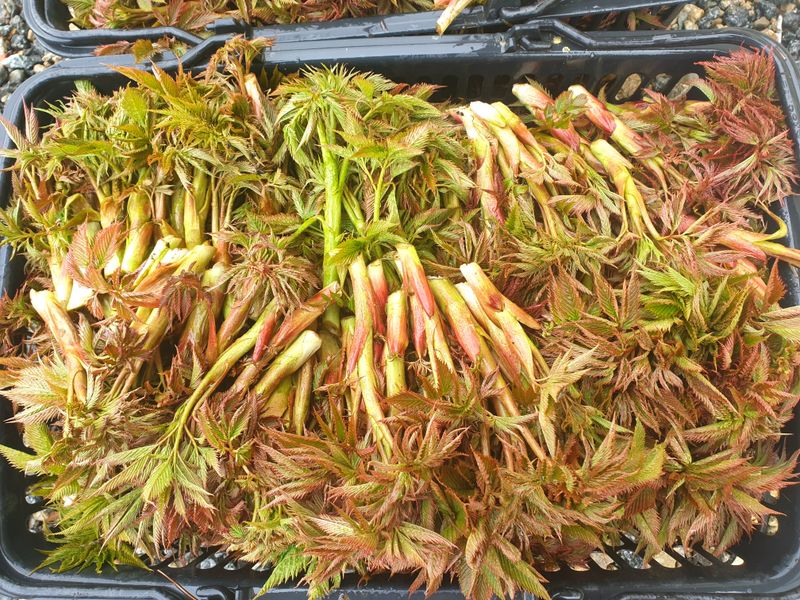 홍천산채농원님의 장터 판매 상품 [눈개승마 2년근(105구)] 첨부 사진