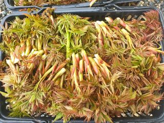 홍천산채농원님의 작성글 사진