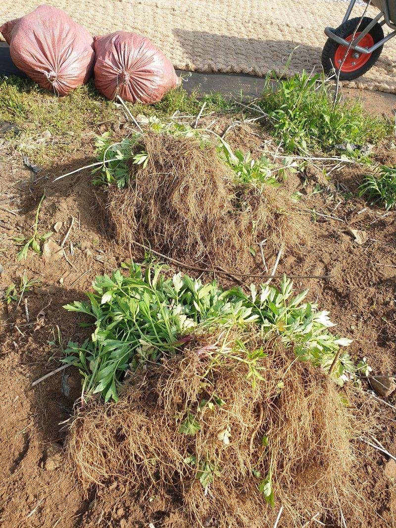 홍천산채농원님의 장터 판매 상품 [각종 산나물 모종,종근판매(눈개승마,섬엉겅퀴,겹삼잎국화,어수리,부지깽이)] 첨부 사진