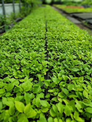 홍천산채농원님의 작성글 사진