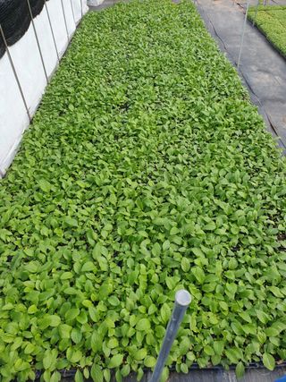 홍천산채농원님의 작성글 사진