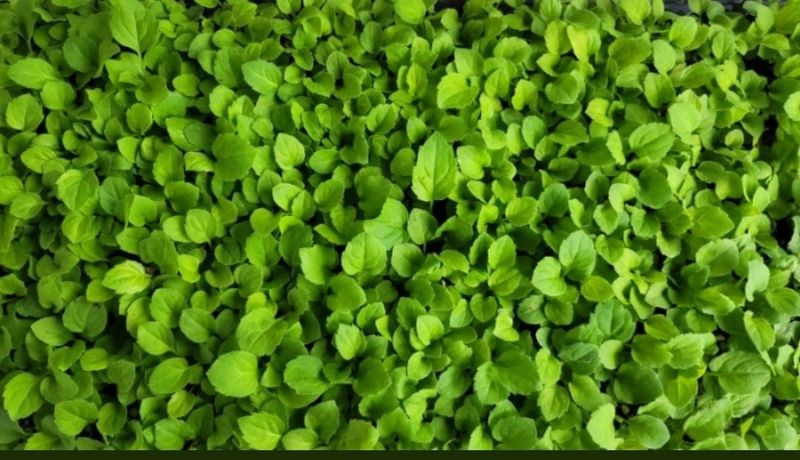 홍천산채농원님의 장터 판매 상품 [각종 산나물 모종,종근판매(눈개승마,섬엉겅퀴,겹삼잎국화,어수리,부지깽이)] 첨부 사진