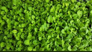 홍천산채농원님의 작성글 사진