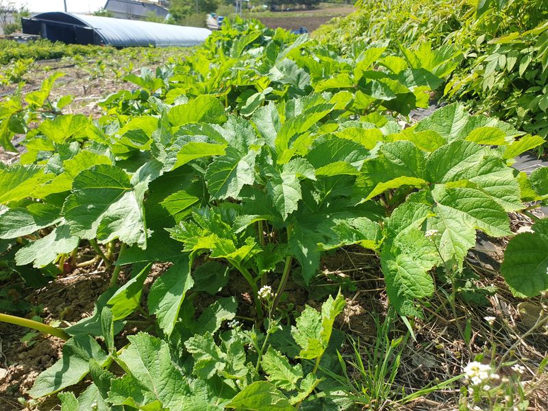 홍천산채농원님의 장터 판매 상품 [어수리 (30촉)] 첨부 사진