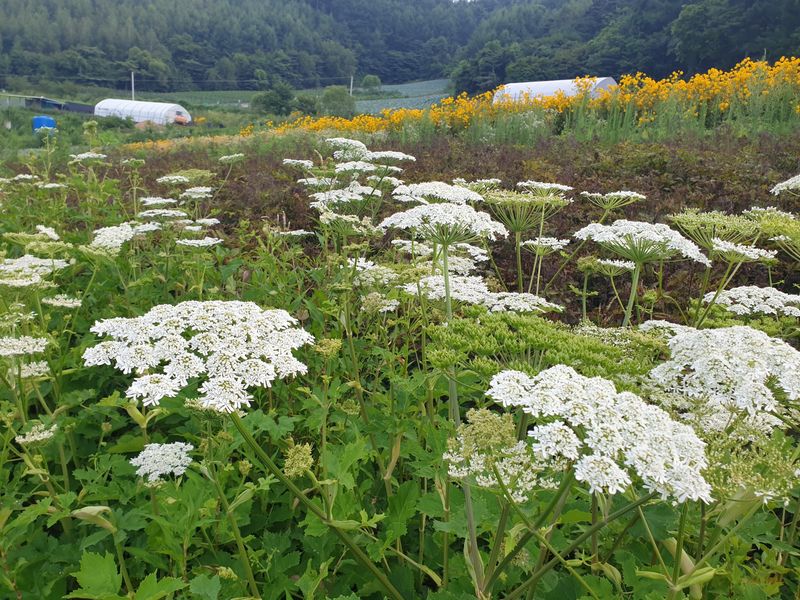 홍천산채농원님의 장터 판매 상품 [어수리 (30촉)] 첨부 사진
