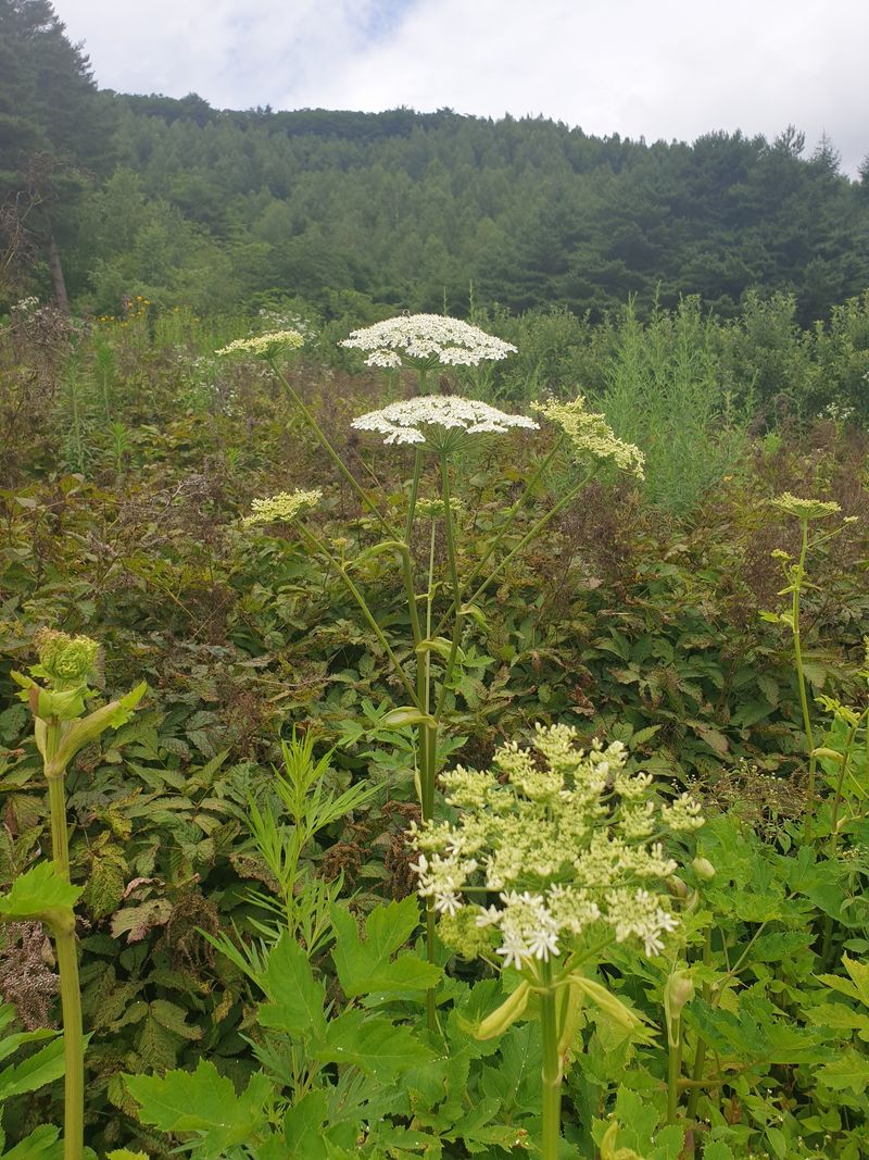 홍천산채농원님의 장터 판매 상품 [어수리 (30촉)] 첨부 사진