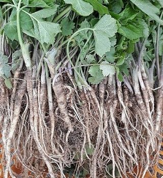 홍천산채농원님의 작성글 사진