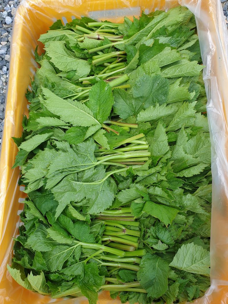 홍천산채농원님의 장터 판매 상품 [어수리 (30촉)] 첨부 사진