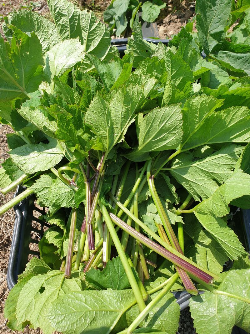 홍천산채농원님의 장터 판매 상품 [어수리 (30촉)] 첨부 사진