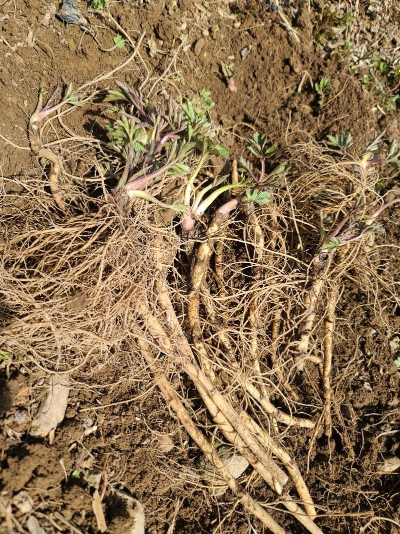 장터 상품 [겹삼잎국화(키다리꽃,꽃나물)] 썸네일