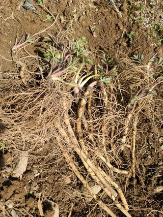 홍천산채농원님의 작성글 사진