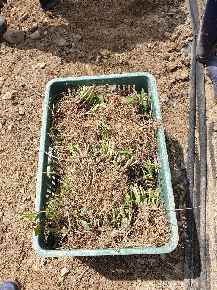 홍천산채농원님의 장터 판매 상품 [겹삼잎국화(키다리꽃,꽃나물)] 첨부 사진