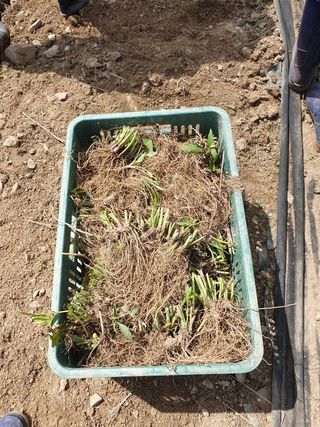 홍천산채농원님의 작성글 사진